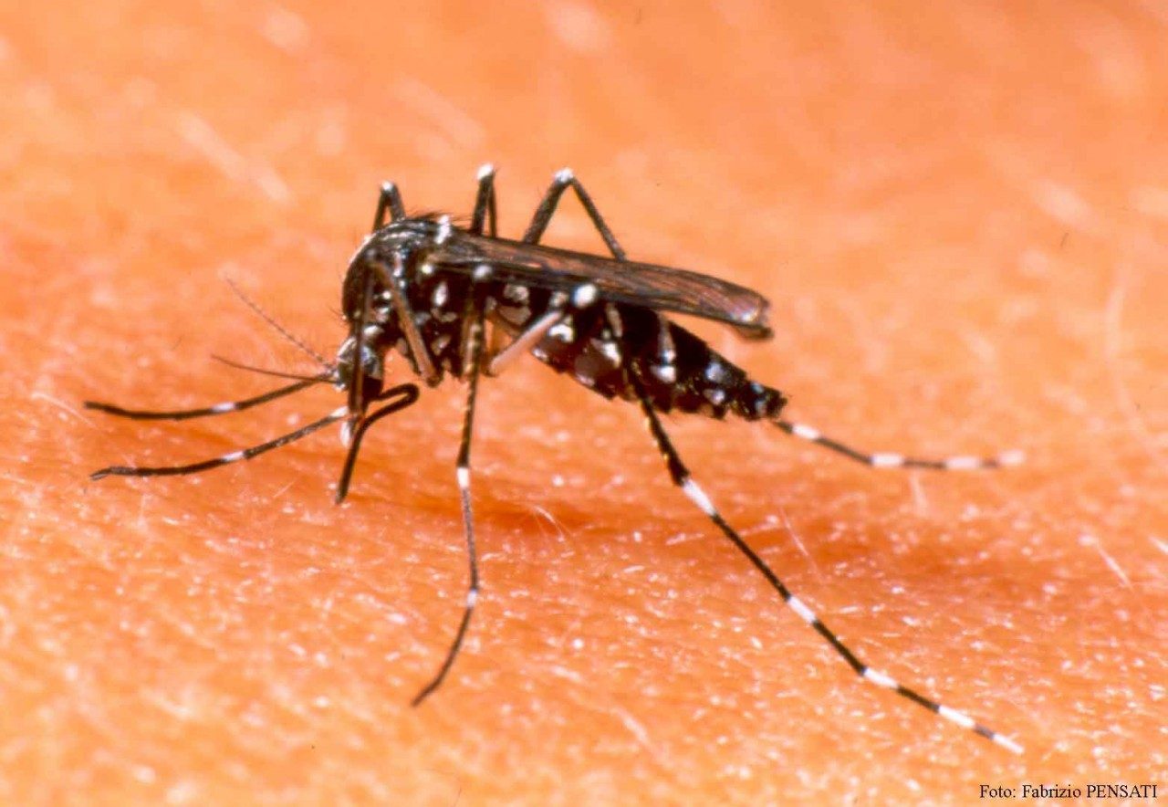 Combatiendo el Aedes aegypti: Salud del Estado SP intensifica alertas contra chikungunya