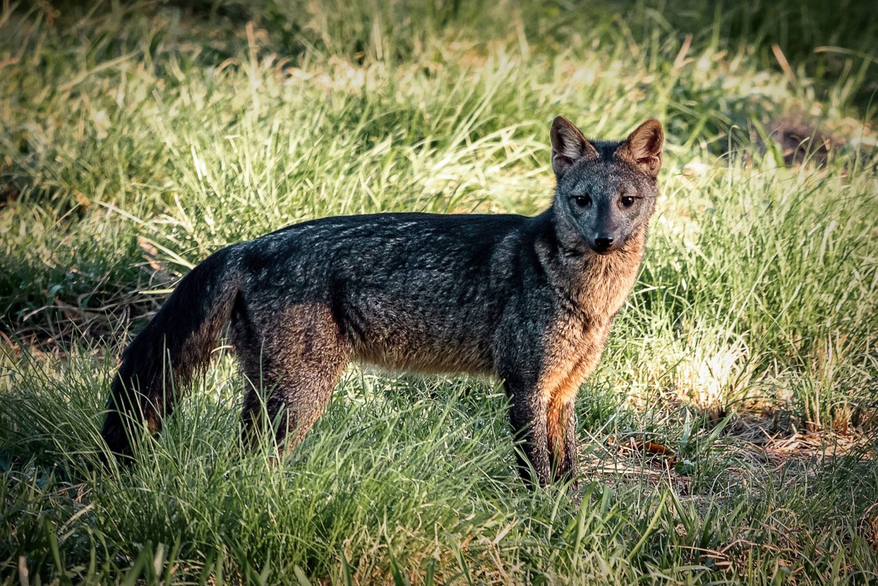 População de animais em florestas cai pela metade desde 1970