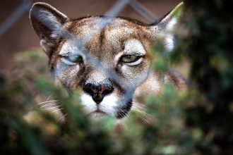 População de animais em florestas cai pela metade desde 1970