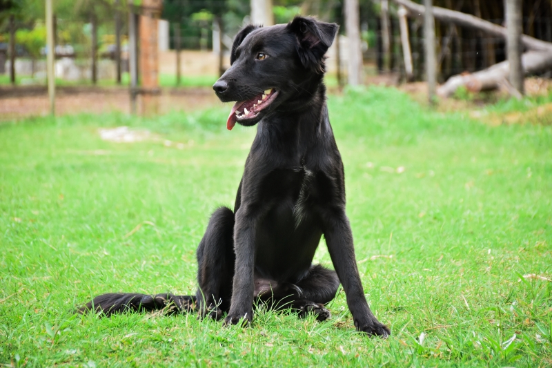 Botucatu terá feirinha de adoção de cães e gatos no domingo 07