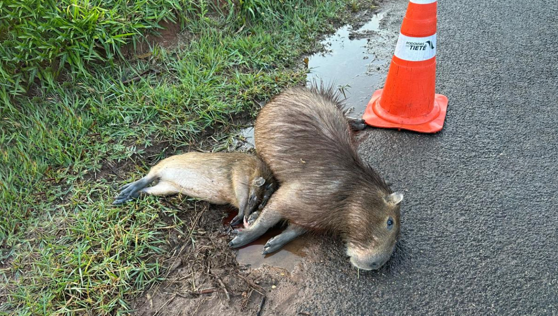 Capivara E Dois Filhotes Morrem Atropelados Na Rodovia Marechal Rondon