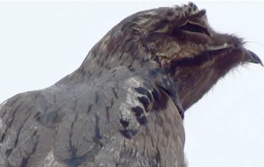 GCM realiza resgate de ave da espécie urutau