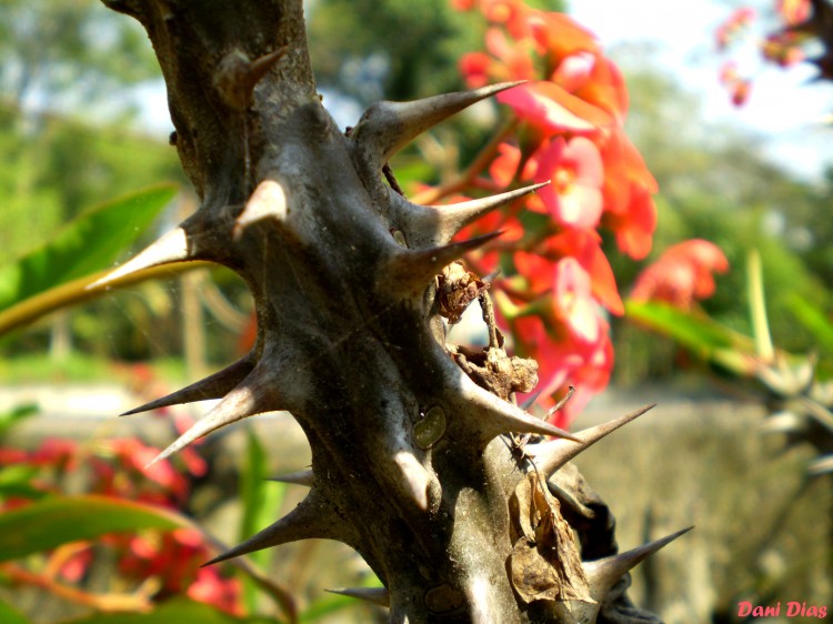 O QUE É A VIDA SENÃO UM JARDIM FLORIDO CHEIO DE ESPINHOS?