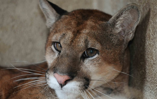 Cinco onças vivem no Cempas da Unesp de Botucatu