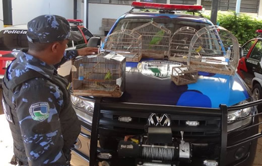 GCM realiza flagrante de caça de aves irregular‏