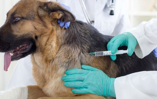Veterinária realiza vacinação contra cinomose