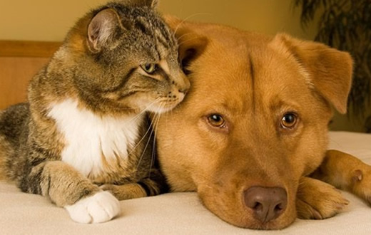 APA promove castração gratuita de cães e gatos
