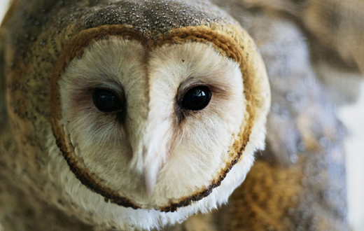 Grupo Ambiental resgata rara espécie de coruja