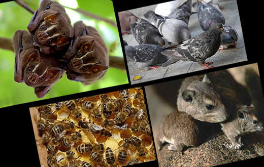 VAS fecha o semestre com mais de 3,8 mil atendimentos