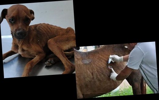 Vereador sugere centro para animais maltratados