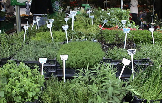 Estudo do IB aborda estudos em plantas medicinais