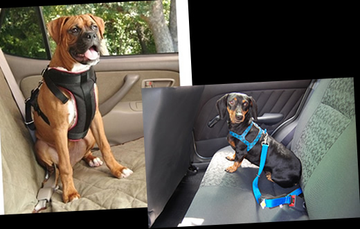 Cinto de segurança em animais de estimação é obrigatório
