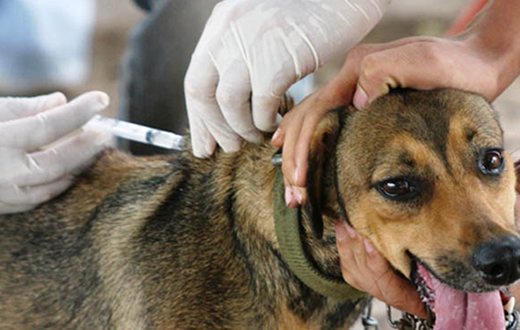 Veterinária promove vermifugação de cães no Santa Elisa