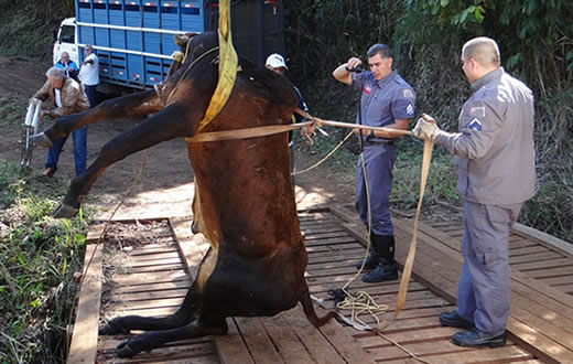 Boi resgatado vivo de ribanceira foi sacrificado