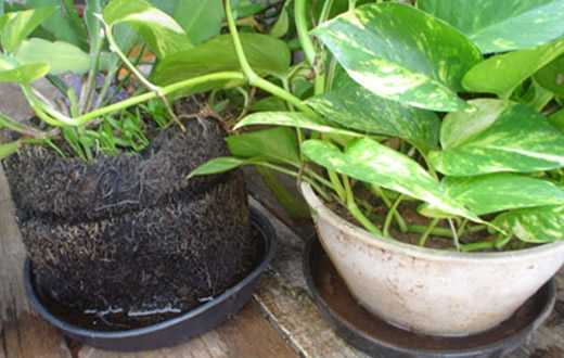 VAS alerta sobre criadouros do mosquito da dengue