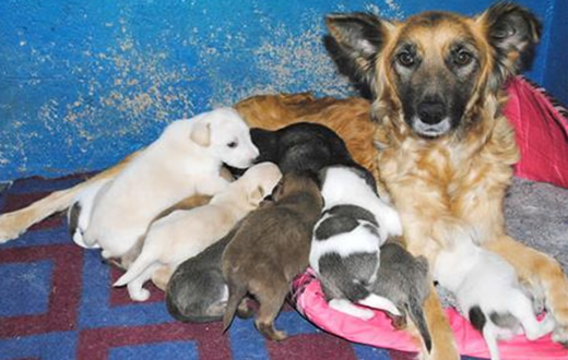Canil realiza 860 castrações gratuitas no 1º semestre