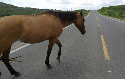 Animais na pista causam acidentes na Castelinho