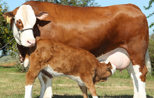 Botucatu expõe gado Simental em feira de Avaré