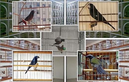 Criação de pássaros não é mais fiscalizada pelo Ibama