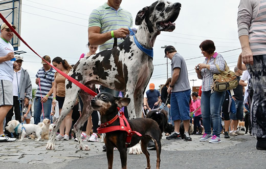 Cãominhada acontece domingo  na Fazenda Lageado