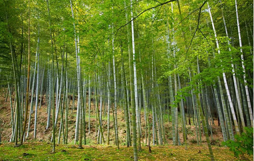 FCA promove o 10º Dia de Campo Florestal em Botucatu