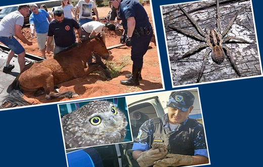 Guarda Municipal faz a recolha de vários animais