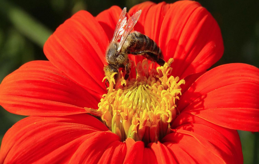 Primavera aumenta enxames migratórios de abelhas