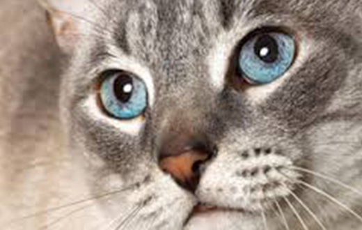 Simpósio aborda emergências em animais de companhia