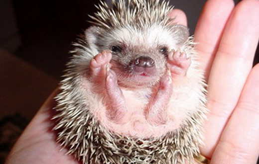 Ouriço é capturado pelo Grupo Ambiental da GCM