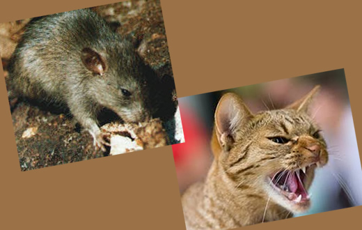 FMVZ promove curso de extensão em Saúde Pública