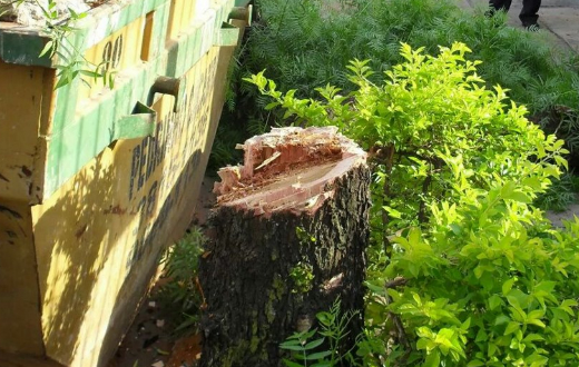 GCM averigua denúncia de corte irregular de árvore