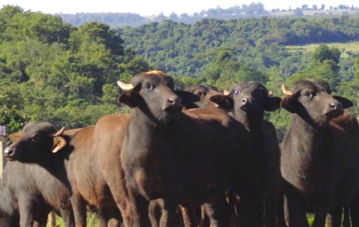 Búfalos em Botucatu supera expectativa de peso