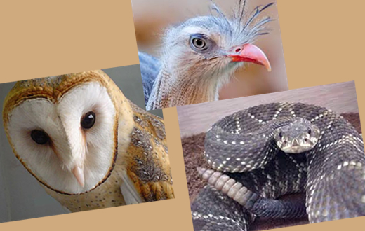 GCM encaminha três animais silvestres ?  Unesp