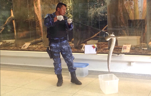 GCM faz curso para manejo de animais peçonhentos