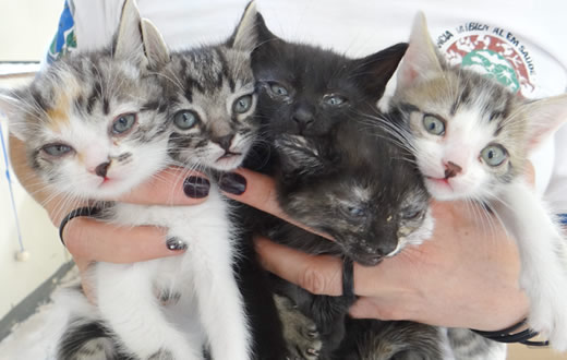 Canil Municipal tem animais prontos ?  adoção