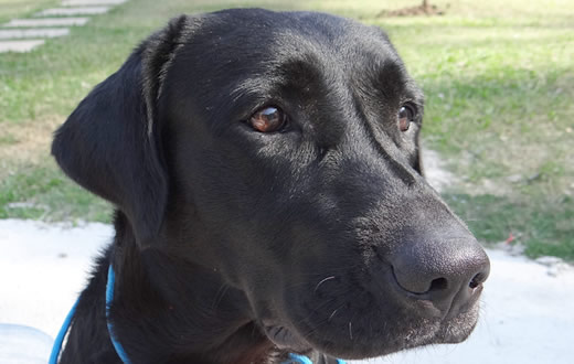 Veterinária de Botucatu tem seu banco de sangue animal