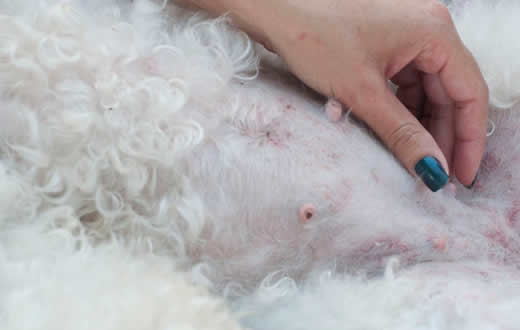 FMVZ ensina fazer exame em animais de companhia