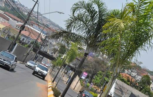 Meio Ambiente repõe palmeiras na Vila dos Lavradores