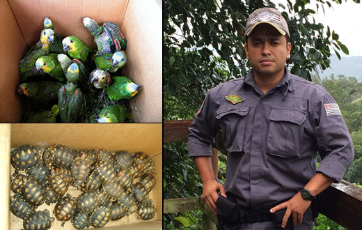 Ambiental alerta sobre tráfico de animais silvestres