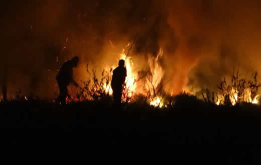 Vereadores sugerem criação de brigada municipal