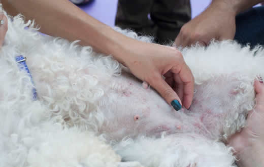 Campanha busca prevenir tumor mamário em animais