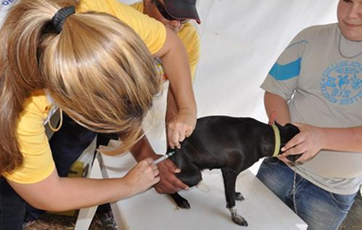 Campanha Antirrábica se inicia dia 1º de novembro