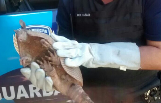 Tatu ferido por cães é resgatado pela GCM