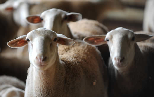 Veterinária promove palestras sobre ovinocultura