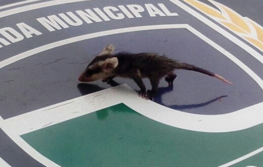 GCM resgata filhote de saruê na Rodoviária