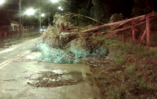 Chuva e ventania derrubam árvores e destelham casa