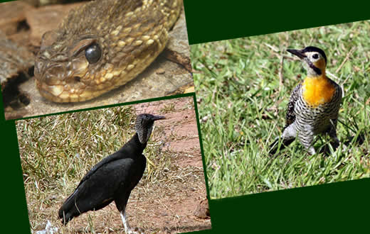 Grupo Ambiental faz resgate de diferentes animais