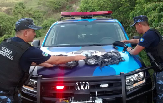 GCM apreende mais de 620 gramas de maconha