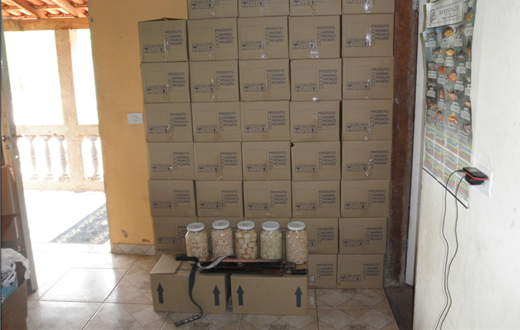 Polícia de Bofete desmonta fábrica ilegal de palmito