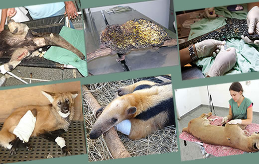 Perda de habitat traz animais aos perigos da vida urbana